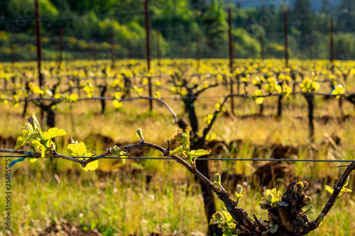 Tiny leaves sprout on grapevines on wire trellises in a view of an Oregon vineyard in spring. 