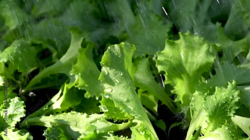Watering green lettuce in the garden. Slow motion Watering green lettuce in the garden. Slow motion