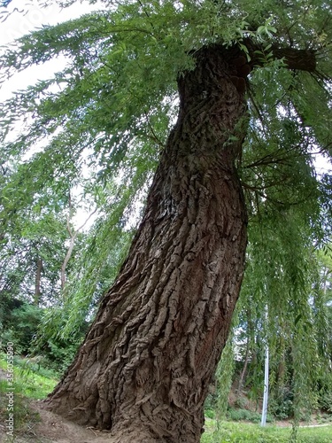 Leaves of the green willow tree. Slovakia photo