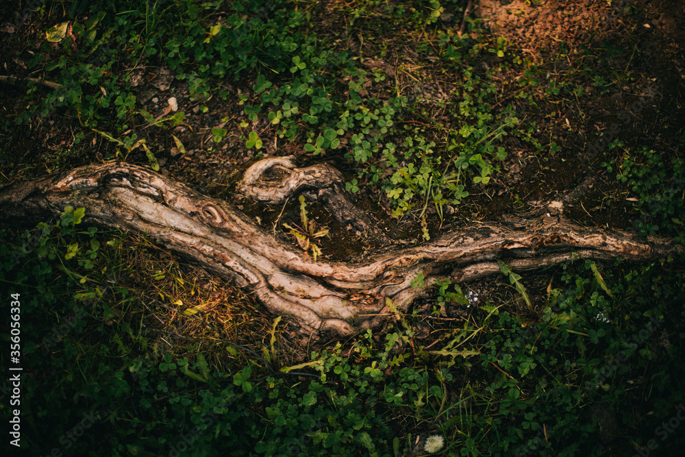 Naklejka premium magic forest, roots and branches,background 