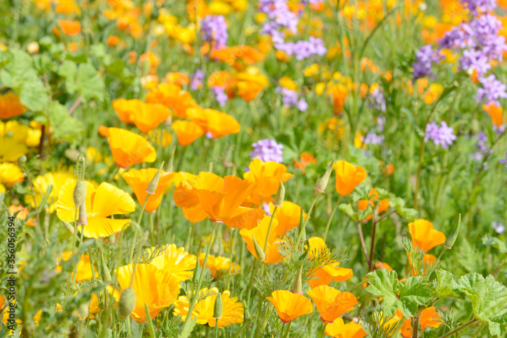 Eschscholzia californica poppy in front of flower field in the nature