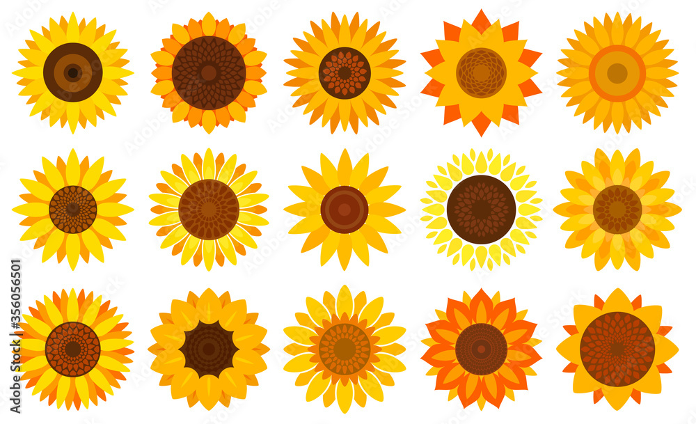 Sunflower vector cartoon set icon. Vector illustration flower on white background. Isolated cartoon set icon sunflower . Sunflower vector cartoon set icon. Vector illustration flower on white background. Isolated cartoon set icon sunflower .