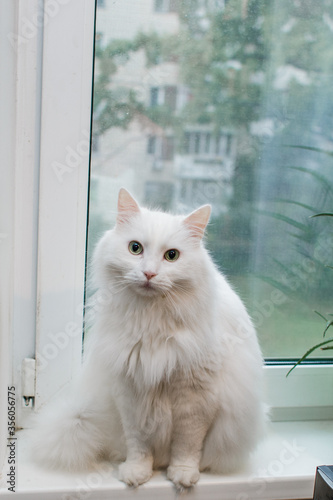 white cat is sitting on the window