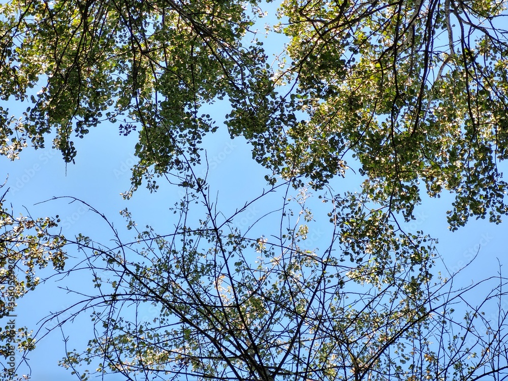 Leaves of the green birch tree. Slovakia