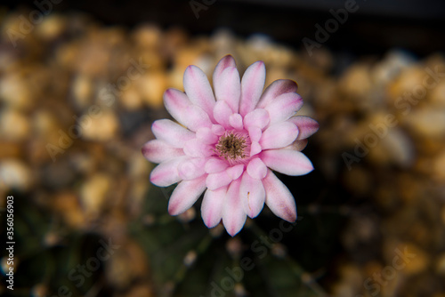 The beauty of the cactus flowers.