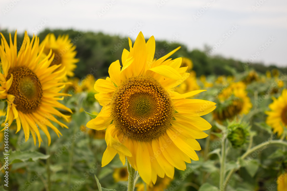 Close-up of long yellow petals of a blooming sunflower against the background of a field with sunflowers.