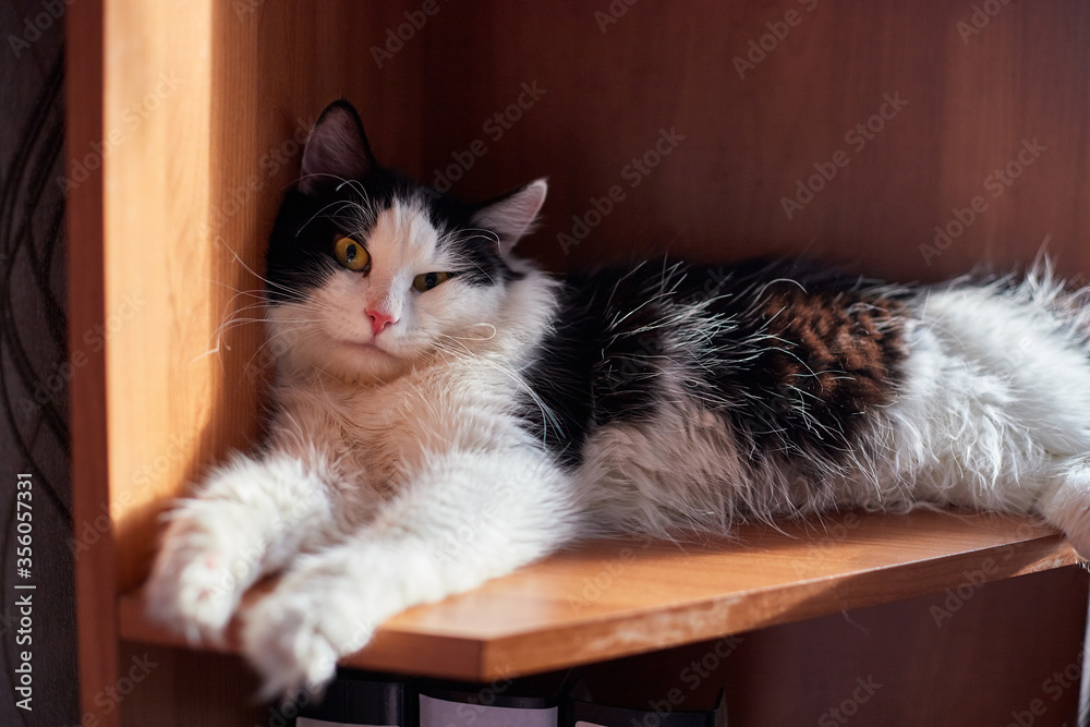 Cute young black and white cat in the room on the red wooden shelf.