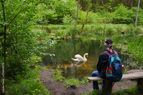 Watching a cute swan in nature reserve briese swamp (Briesetal) in federal state Brandenburg