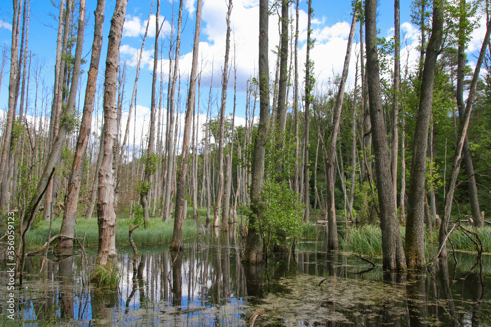 The nature reserve briese swamp (Briesetal) in federal state Brandenburg - Germany