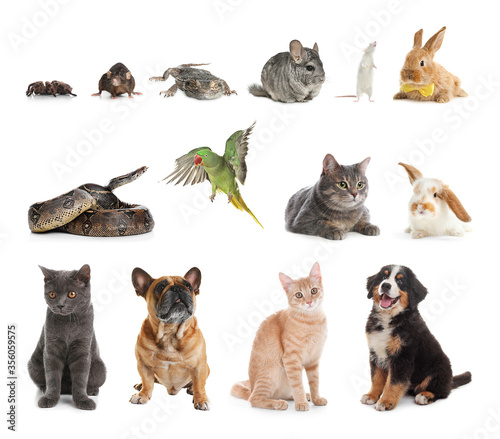 Set of different pets on white background © New Africa