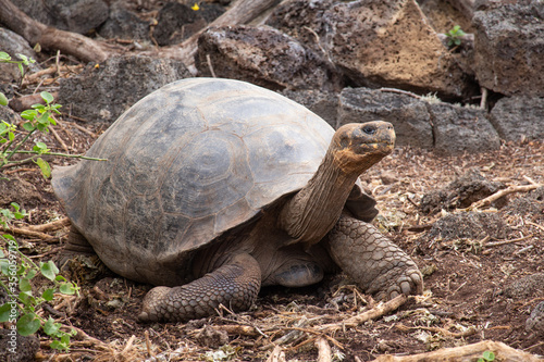 Giant Galapagos turtle tortoise walking