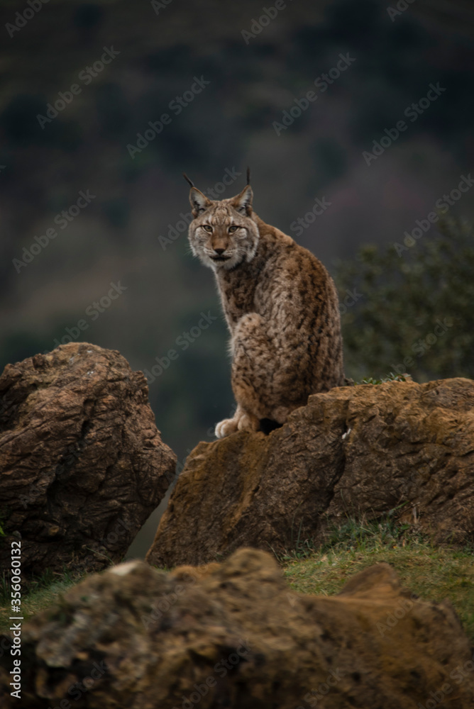 Obraz premium Lince Boreal