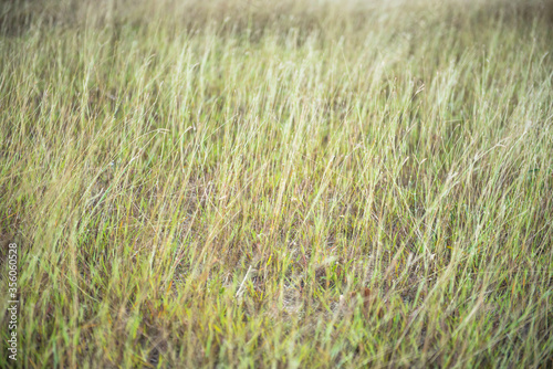 Grass ( blur ) © aitaiphotography