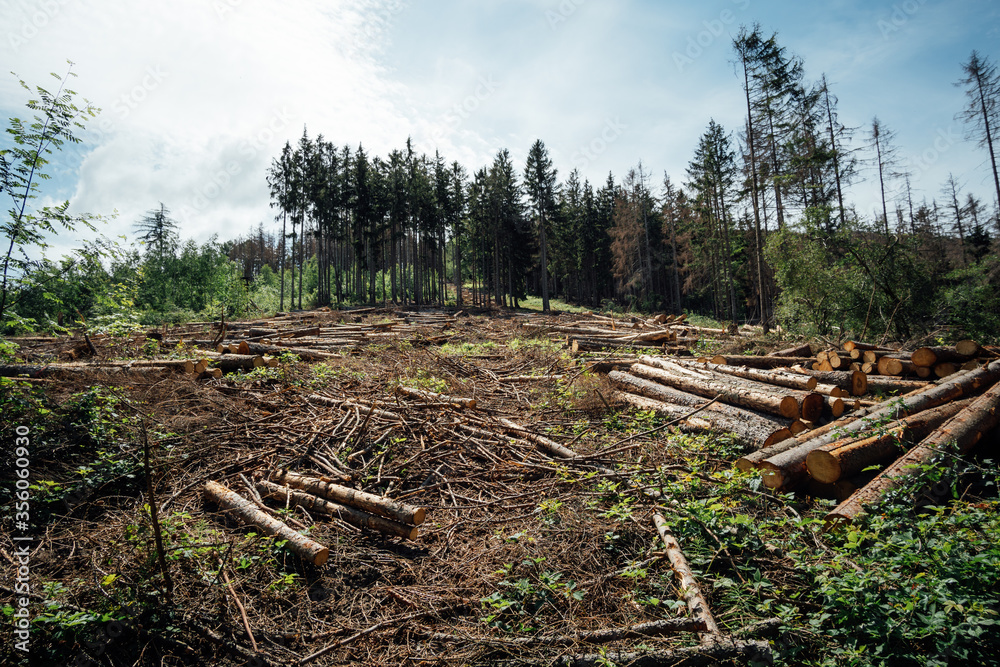 Abgeholzte Wälder in Deutschland
