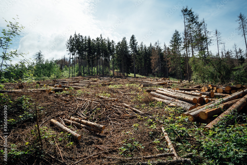 Abgeholzte Wälder in Deutschland Abgeholzte Wälder in Deutschland