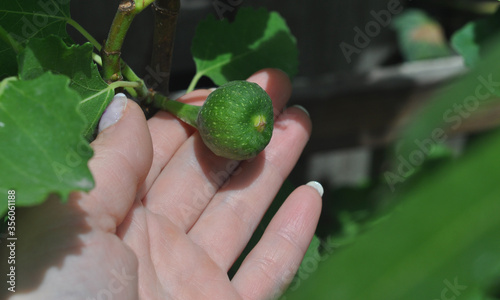 hand holds fig fruit on a tree