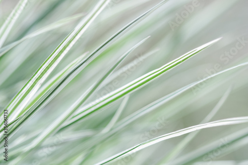 Decorative green and white grass.  Arrhenatherum elatius bulbosum variegatum. Soft focus. Natural background. photo