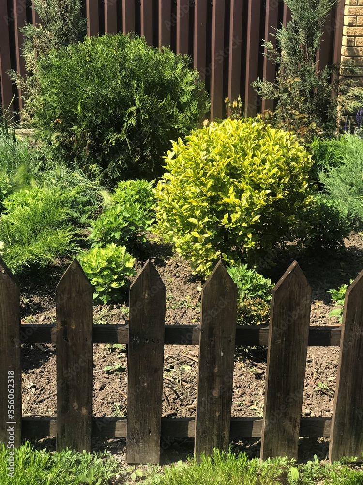 Landscape design home area low fence of planks and decorativecon bushes