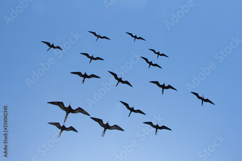 Fotografie Frigate bird Galapagos black flying