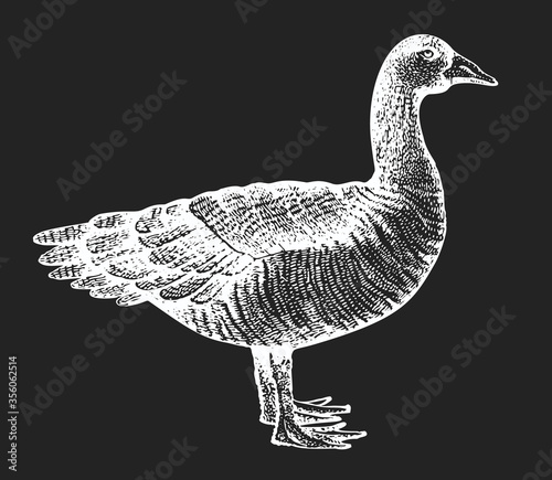 Hand drawn farm bird illustration. Vector poultry sketch on chalk board. Vintage goose