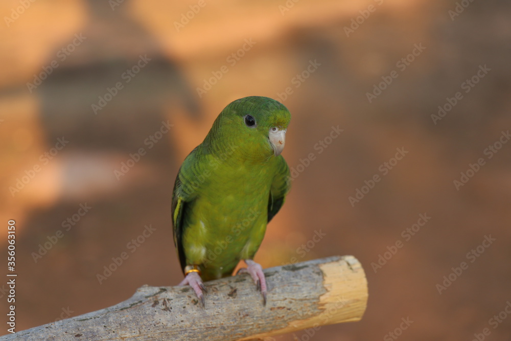 The barred parakeet Bolborhynchus lineola , also known as lineolated parakeet, Catherine parakeet or linnies for short perched on the log The barred parakeet Bolborhynchus lineola , also known as lineolated parakeet, Catherine parakeet or linnies for short perched on the log