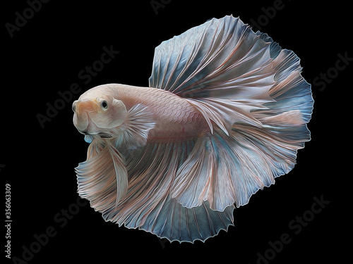 oil paint  siames fighting fish..betta splendens fish.and black background. © manoch