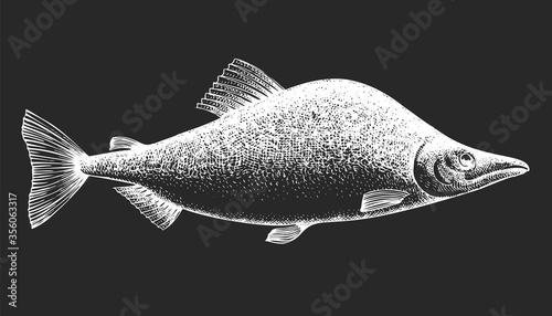 Hand drawn pink salmon illustration. Vector fish illustration on chalk board.