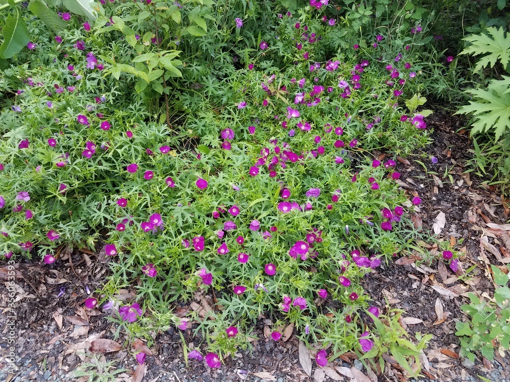 green plant with purple flowers