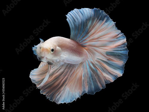 oil paint  siames fighting fish..betta splendens fish.and black background. © manoch