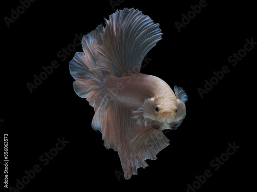 oil paint siames fighting fish..betta splendens fish.and black background.