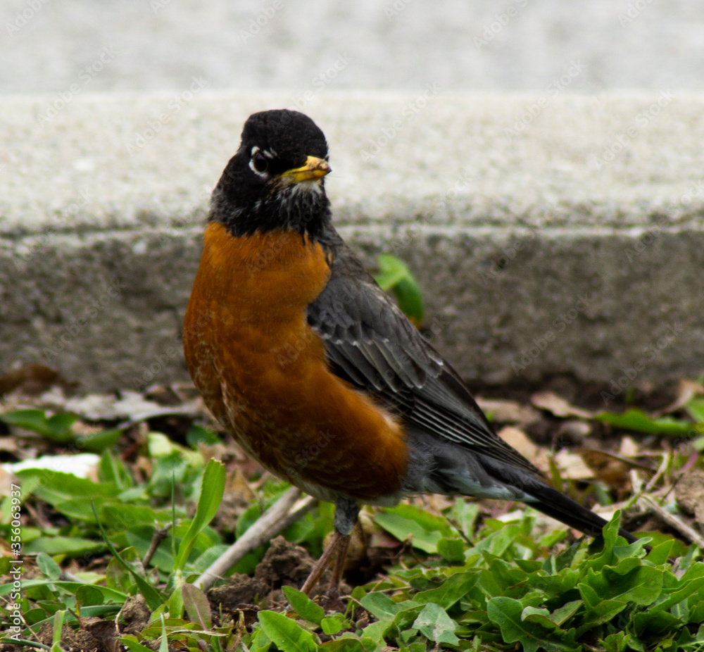 Close up of Robin Close up of Robin