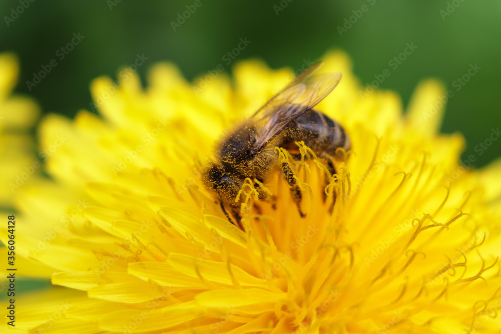 worker bee collects nectar and pollen from a dandelion flower worker bee collects nectar and pollen from a dandelion flower