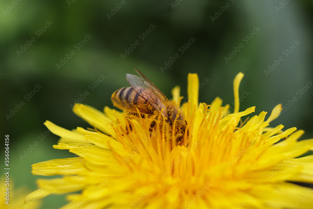 worker bee collects nectar and pollen from a dandelion flower worker bee collects nectar and pollen from a dandelion flower