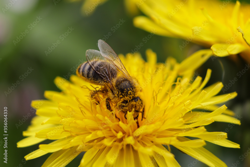 worker bee collects nectar and pollen from a dandelion flower worker bee collects nectar and pollen from a dandelion flower