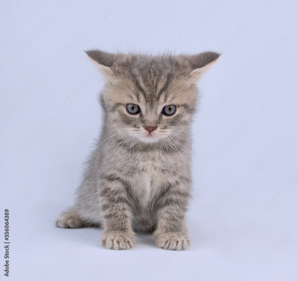 A small grey kitten of the British breed with flattened ears