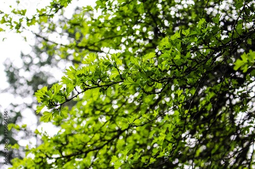 Vibrant Green Leaves on Branch