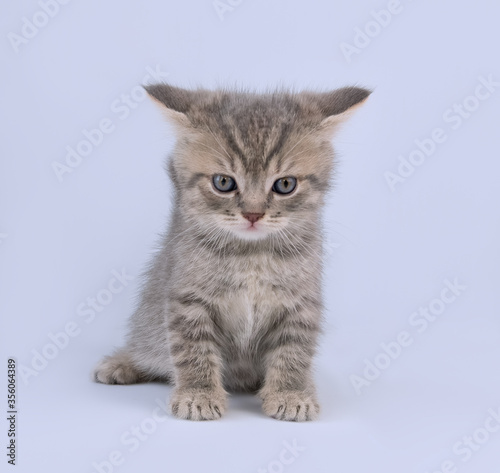 A small grey kitten of the British breed with flattened ears
