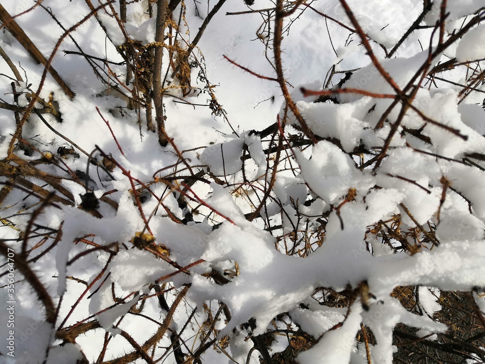 branches are covered with snow branches are covered with snow