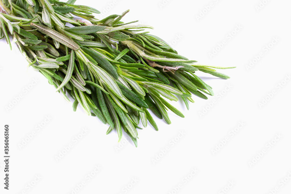 Twig of rosemary on a white isolated background