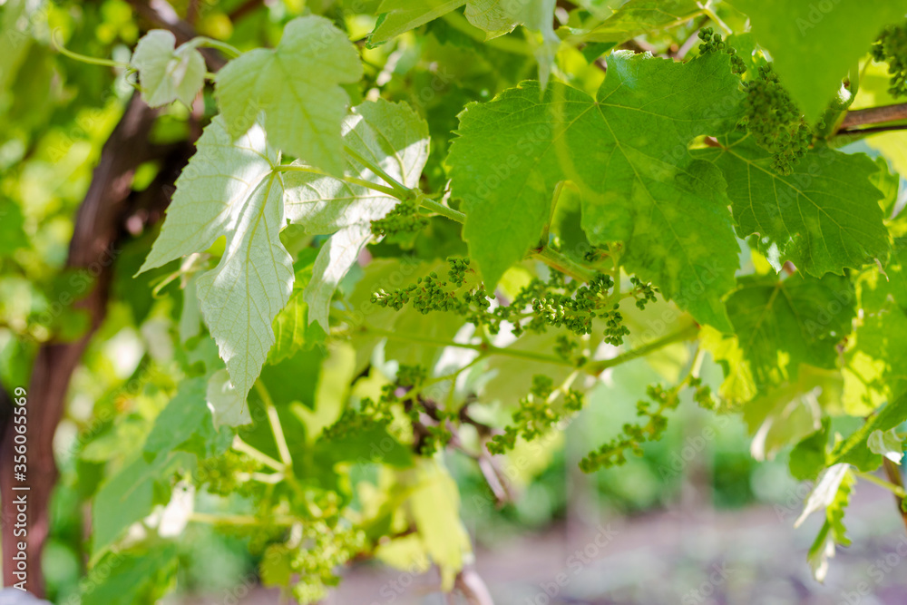 Spring Grape Vines on a sunny day