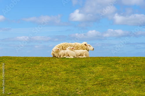 Sheep mother with child on the dike near St. Peter Ording, Germany