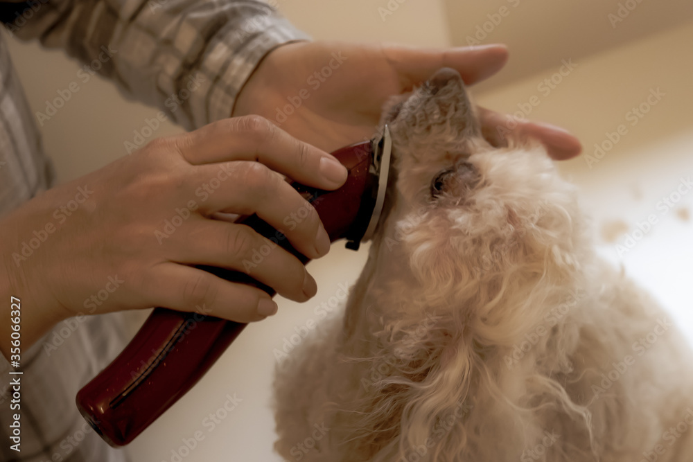 Poodle neck grooming on a windowsill at home Poodle neck grooming on a windowsill at home