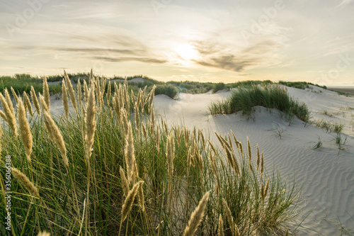 Fototapeta Naklejka Na Ścianę i Meble -  Beach with sand dunes and marram grass with soft sunrise sunset back light. Skagen Nordstrand, Denmark. Skagerrak, Kattegat.