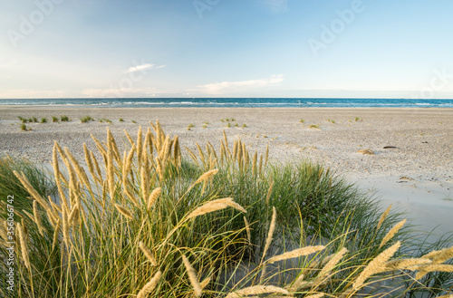 Beach with sand dunes and marram grass in soft sunrise sunset light. Skagen Nordstrand, Denmark. Skagerrak, Kattegat.