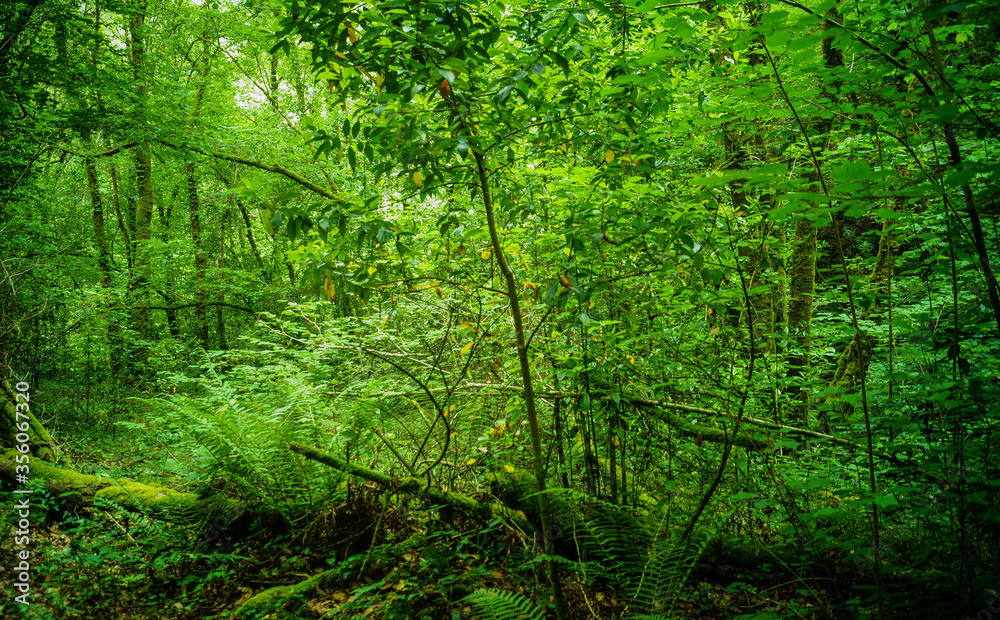 Obraz premium green forest background