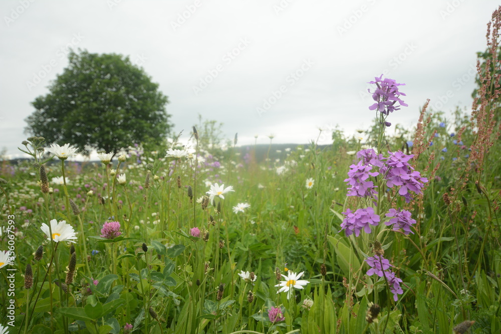 Blumenwiese Blumenwiese