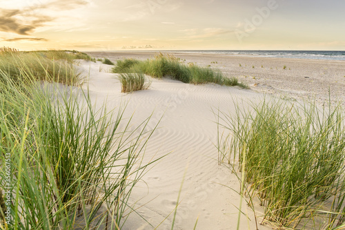 Beach with sand dunes and marram grass with soft sunrise sunset back light. Skagen Nordstrand  Denmark. Skagerrak  Kattegat.