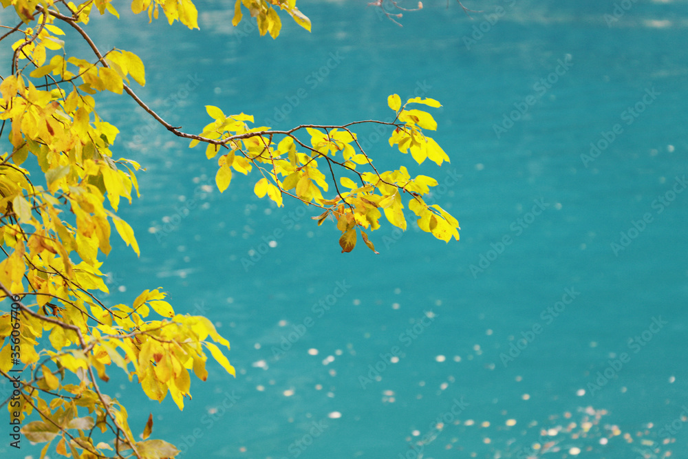 A tree branch with yellow foliage on a background of a mountain lake.