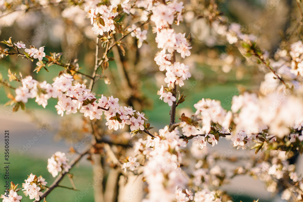 Sakura branches with pink flowers in a city park
Sakura branches with pink flowers in a city park