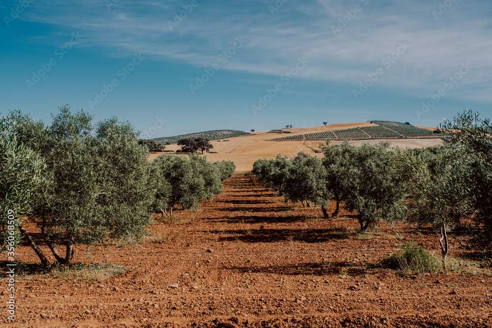 Campo de olivos en Andalucía 